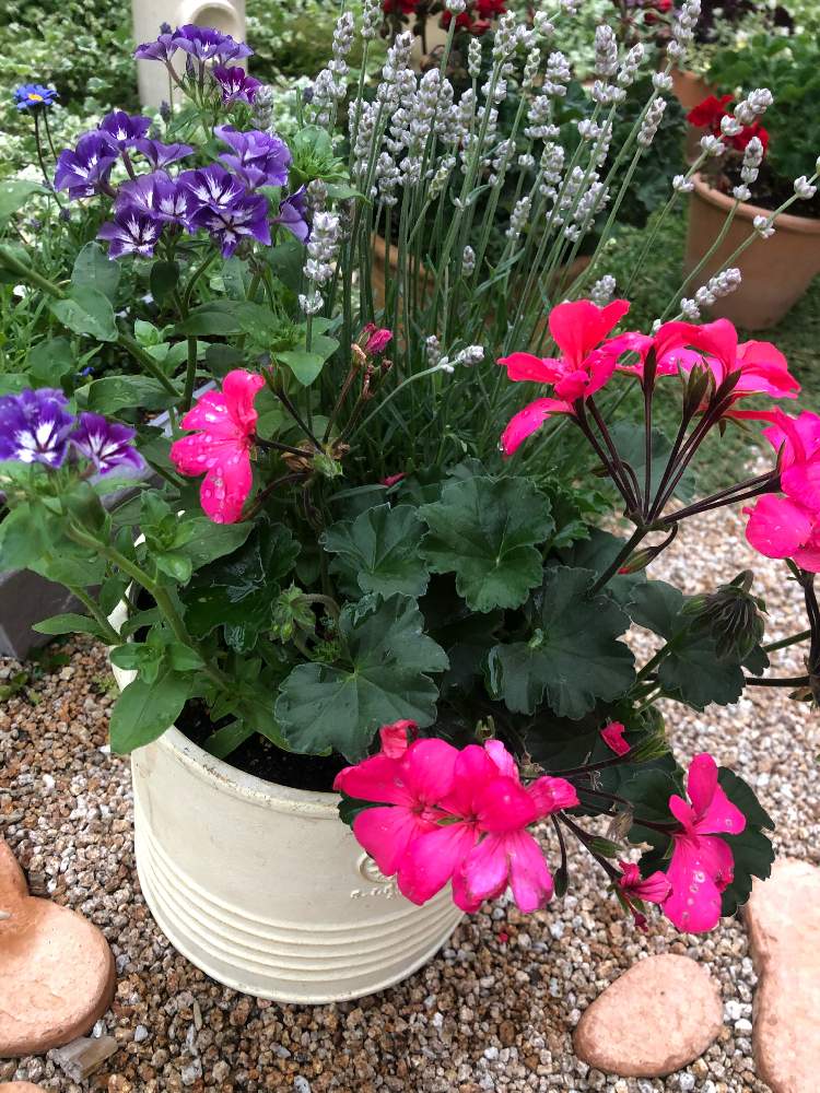 フロックスの投稿画像 By ハーブティーさん ゼラニウムとラベンダーと花のある暮らしと寄せ植えと手作りの庭と今日の花 19月5月12日 Greensnap グリーンスナップ
