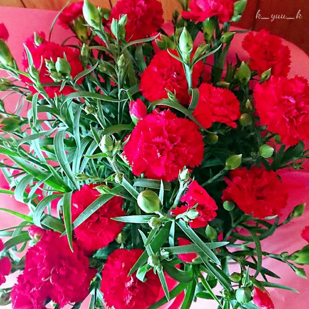 カーネーションの投稿画像 By ゆぅさん 真っ赤なカーネーション といつもありがとうとhappymothersdayと花のある暮らしとフォセットレッドと母の日と真っ赤なカーネーションといつもありがとうとhappymothersdayと花のある暮らしとフォセットレッドと母の日 19月5月12