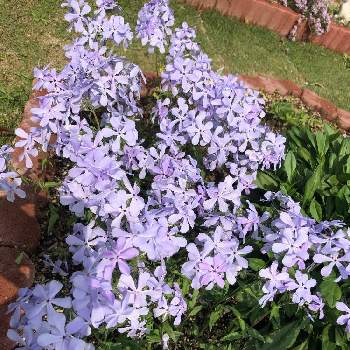 フロックス ディバリカータ ブルーパフュームの投稿画像一覧 Greensnap グリーンスナップ