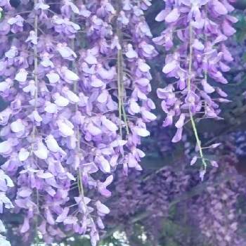 令和最初の植物・お花フォトコンの画像 by cherry♥sageさん | お出かけ先とフジとお写んぽと令和最初の植物・お花フォトコンと植中毒と綺麗と散歩道とお散歩とかわいいな♡と紫家の人々
