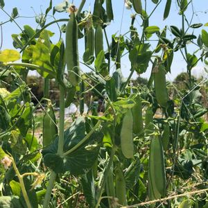 ウスイエンドウ,マメ科,春野菜,タネから,家庭菜園奮闘日記の画像