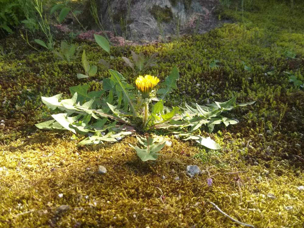 タンポポの投稿画像 By ケニチさん 一輪と一輪の花とお寺の庭と春を感じると一輪と一輪の花とお寺の庭と春を感じる 19月5月13日 Greensnap グリーンスナップ Greensnap グリーンスナップ