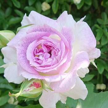 キルケ バラの画像 by レイニーブルーさん | 小さな庭とHTCとキュンキュン乙女倶楽部とばら バラ 薔薇と薔薇愛同盟といとおしい植物の表情フォトコン2019と薔薇に魅せられてとバラ大好きと2019春バラ RainyBlueGardenと癒されるとキルケ バラと花のある暮らしと薔薇♪とロザリアン