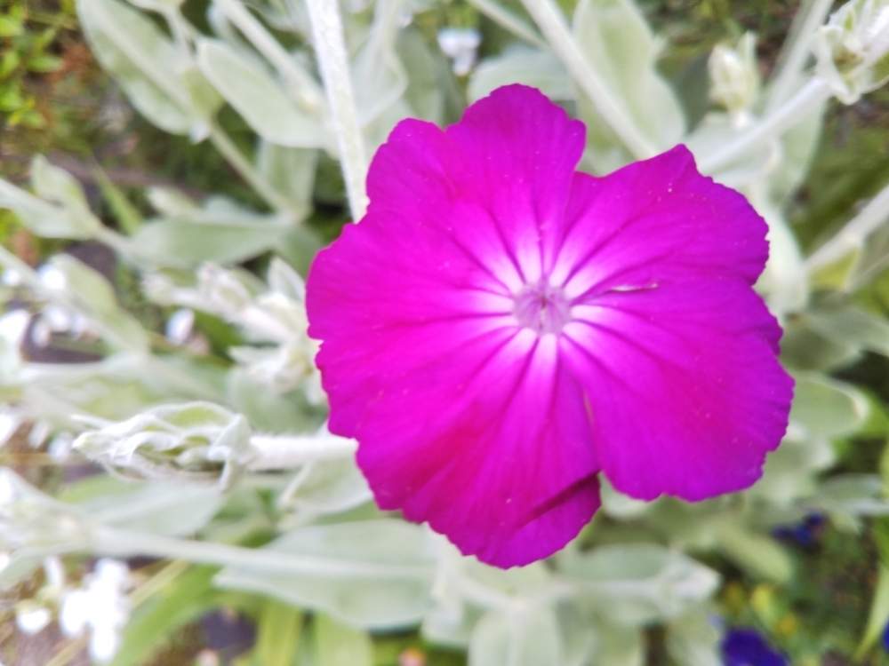 スイセンノウ フランネルソウ の投稿画像 By すずさん フランネルソウ と花のある暮らし 19月5月13日 Greensnap グリーンスナップ