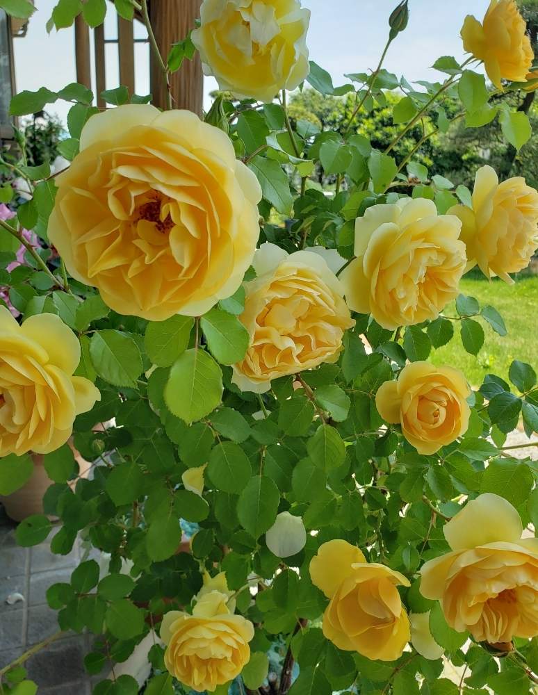 グラハム トーマスの投稿画像 By Hanamizukiさん ばら バラ 薔薇と黄色い花とバラ鉢植えと鉢植えと花のある暮らしと薔薇 と薔薇あどとカインズ バラコンテスト19 19月5月13日 Greensnap グリーンスナップ