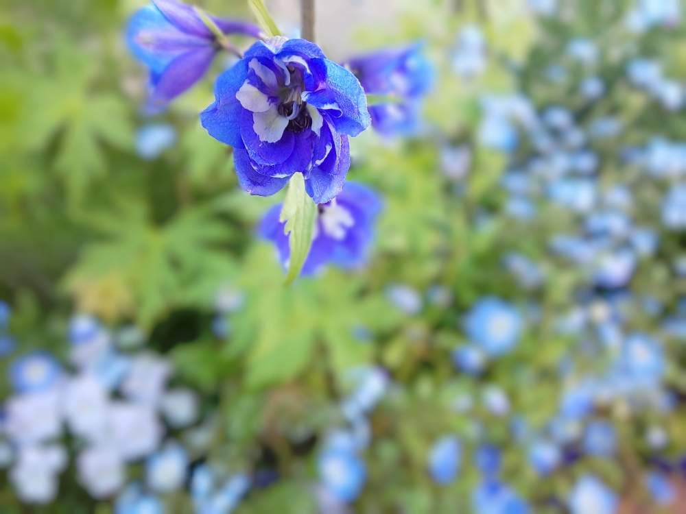 デルフィニウムの投稿画像 By 14さん 種からと青い花とブルーの花と青い花マニアと青い花大好きと地植えと咲いた 19月5月13日 Greensnap グリーンスナップ