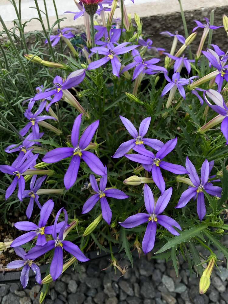 驚くばかりイソトマ 花 美しい花の画像