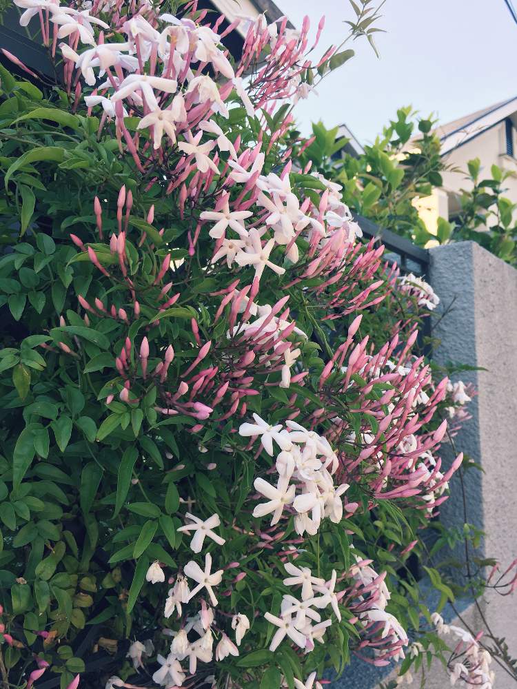 ハゴロモジャスミンの投稿画像 By Satounoさん 開花と栽培記録とつる性植物と香りの庭といい香りと花のある暮らし 19月5月13日 Greensnap グリーンスナップ
