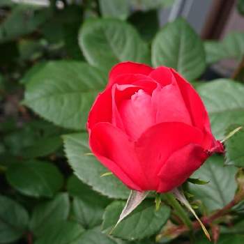 バラ　チェリーボニカの画像 by マロンさん | 小さな庭とバラ　チェリーボニカと花のある暮らしと植中毒と((o(´∀｀)o))ﾜｸﾜｸ