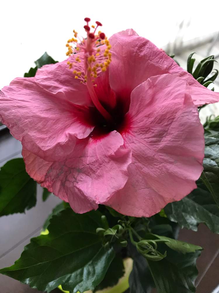 ハイビスカス サマーブリーズ キャンディウィンドの投稿画像 by とこちゃんさん｜好きな花ですといとおしい植物の表情