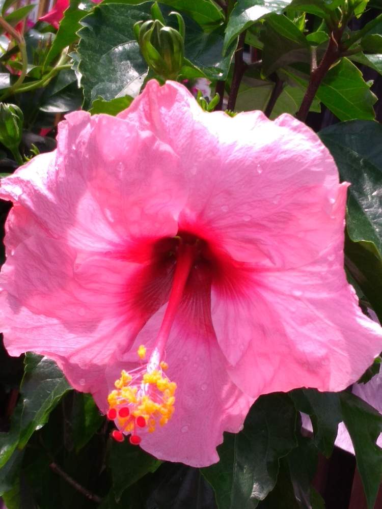 ハイビスカスの投稿画像 by 左あチャン さん｜かわいい子 ️と綺麗〜 ️とお花満開 とお花 綺麗とキラキラ と