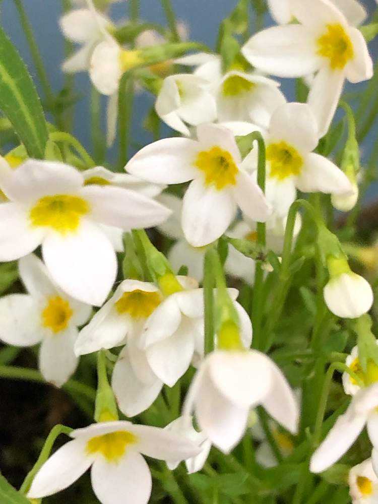 春の山野草展に行ってみよう Part 1 Greensnap グリーンスナップ