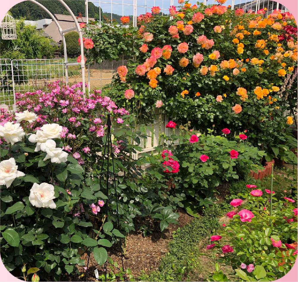 バラ サハラ 98 の投稿画像 By Kuuさん ラベンダードリームとホワイトプリンスとプリンセスヒサコとミスター リンカーンと薔薇 アンジェラと小さな庭と華やかと清楚なお花と綺麗と癒し空間と豪華 とピンクの薔薇 とオレンジのバラとツル薔薇と香りと可愛いと