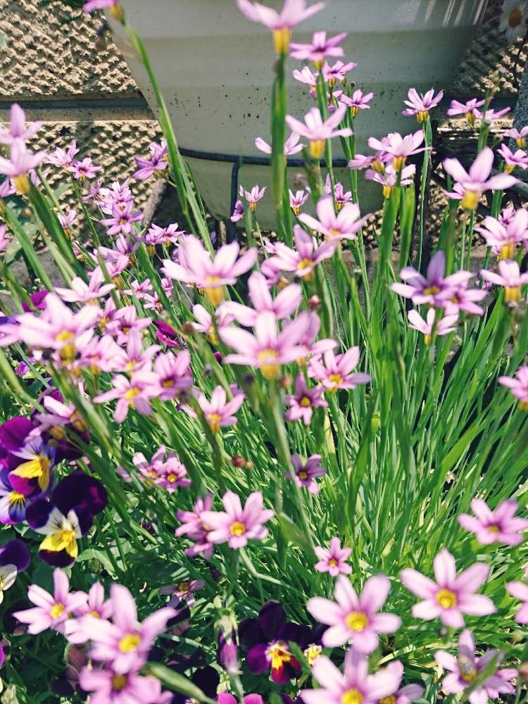 広い庭の画像 by あさがおさん | 広い庭とビオラとニワゼキショウとこぼれダネ 〜とたくさん！と風に揺れてとガーデニングと花のある暮らし