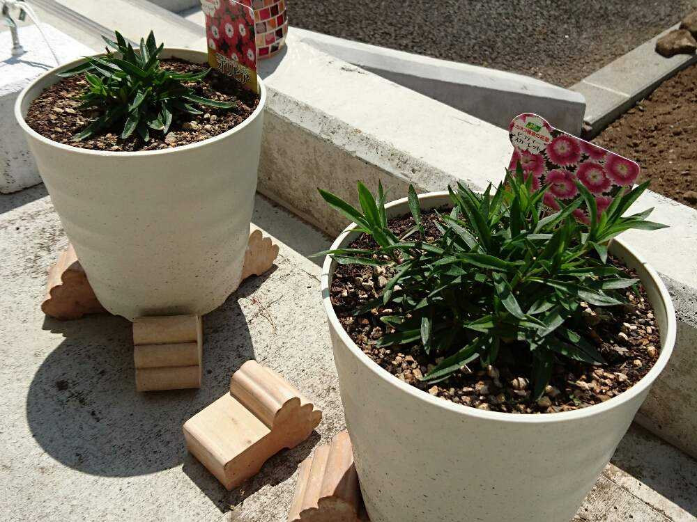 オリビア Greensnap グリーンスナップ