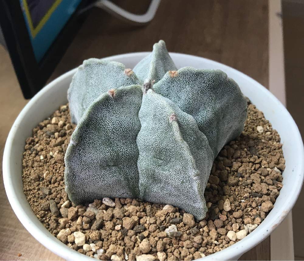 ランポー玉 サボテン 19 5 12購入 Greensnap グリーンスナップ