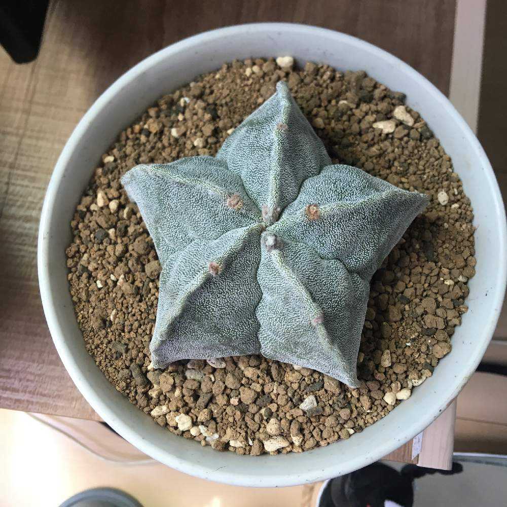 ランポー玉 サボテン 19 5 12購入 Greensnap グリーンスナップ