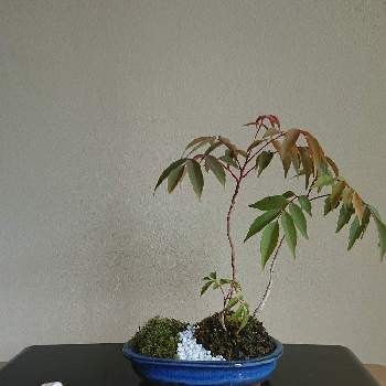 ハゼ盆栽の投稿画像一覧 Greensnap グリーンスナップ