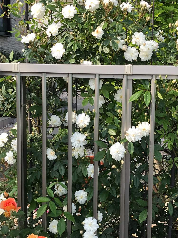 スノーグースの投稿画像 By あんずさん 花のある暮らしとつるバラと白い花 19月5月13日 Greensnap グリーンスナップ スノーグースの投稿画像 By あんずさん 花のある暮らしとつるバラと白い花 19月5月13日 Greensnap グリーンスナップ
