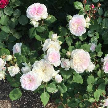 キルケ バラの画像 by たけちゃんさん | 広い庭とばら バラ 薔薇とバラを楽しむとロサオリエンティスとキルケ バラ