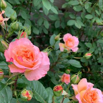 バラの花壇の画像 by aiaiさん | 広い庭とアウグスタ ルイーゼとばら バラ 薔薇とフリフリ花弁とバラの季節とつぼみがたくさんとお庭の花たちとバラの花壇と花のある暮らしとバラの地植え