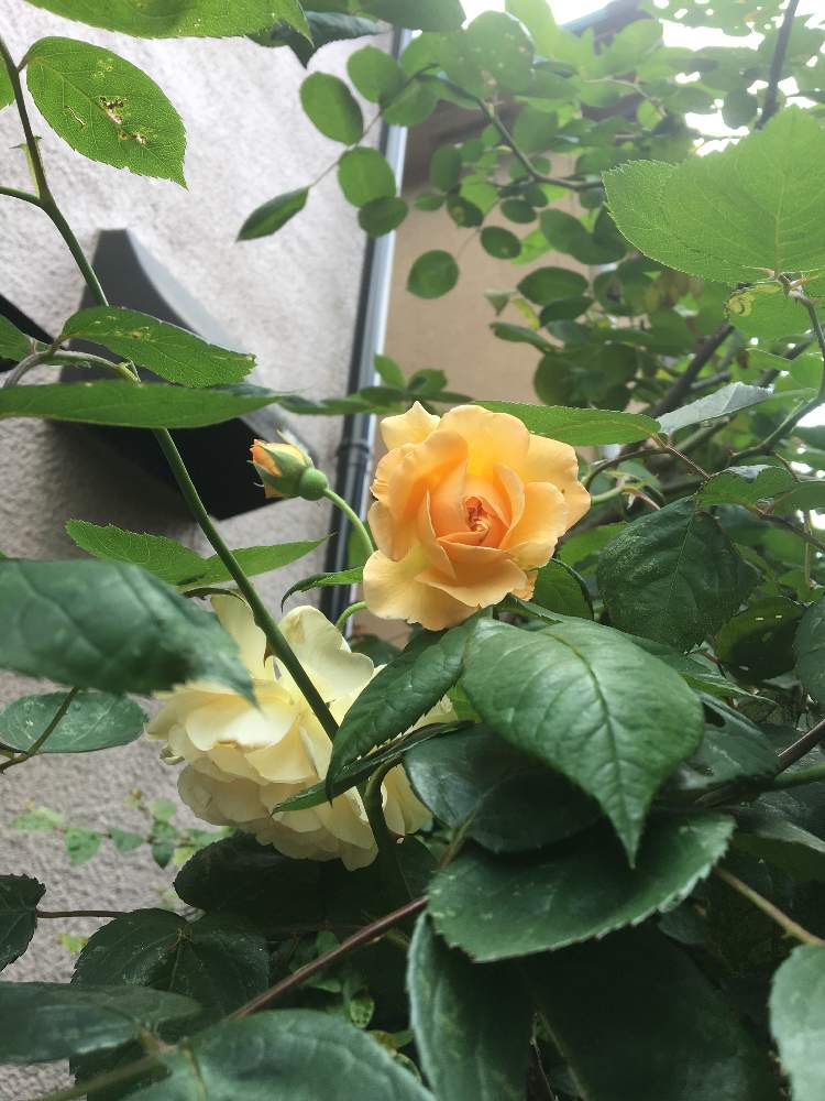 無農薬薔薇栽培の投稿画像 By ルイーズさん 木酢液とお花を楽しむとばら バラ 薔薇と半日陰とバラ オールドローズと花のある暮らしと朝日のあたる庭とオールドローズ好きとバラ バフビューティと薔薇バフビューティーと日の光を浴びたいともっと光を 19月5月13日