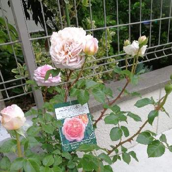 はじめてのバラの画像 by ぷーぷくさん | 薔薇とアブラハムダービーと相談と初心者ですとはじめてのバラと薔薇初心者
