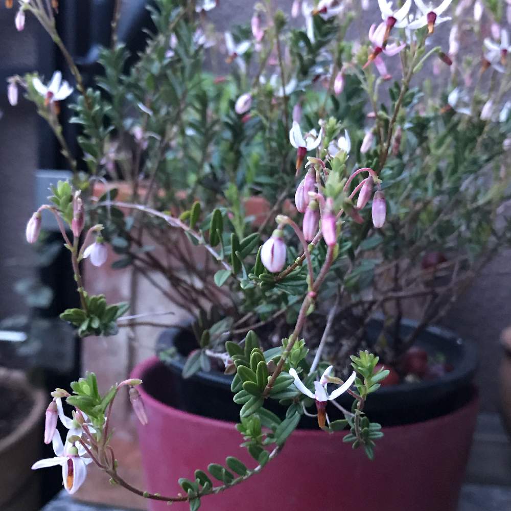 クランベリーの投稿画像 By ヨッピーさん 花のある暮らしとクランベリーの花と5月の花と5月の庭 19月5月13日 Greensnap グリーンスナップ