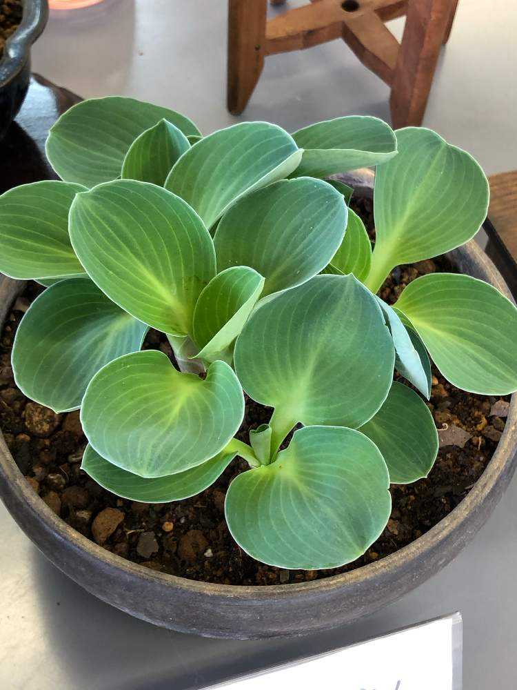 春の山野草展に行ってみよう Part 2 Greensnap グリーンスナップ