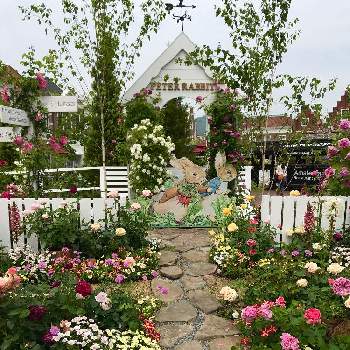 ピーターラビットの投稿画像一覧 Greensnap グリーンスナップ