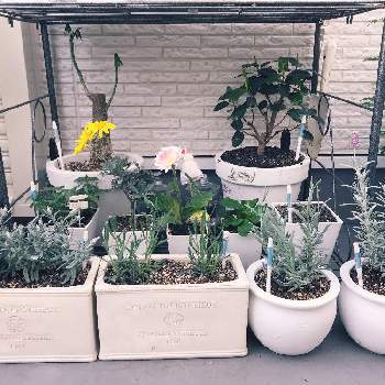 ラベンダー シルバーサンドの投稿画像一覧 Greensnap グリーンスナップ