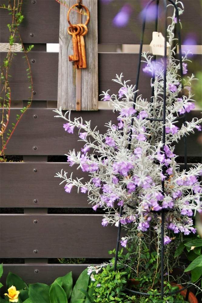 エレモフィラ ニベアの投稿画像 By Haiziさん 難易度低といとおしい植物の表情フォトコン19と鉢植えとナチュラルスタイルとガーデニングと花のある暮らしと咲いた 19月5月13日 Greensnap グリーンスナップ