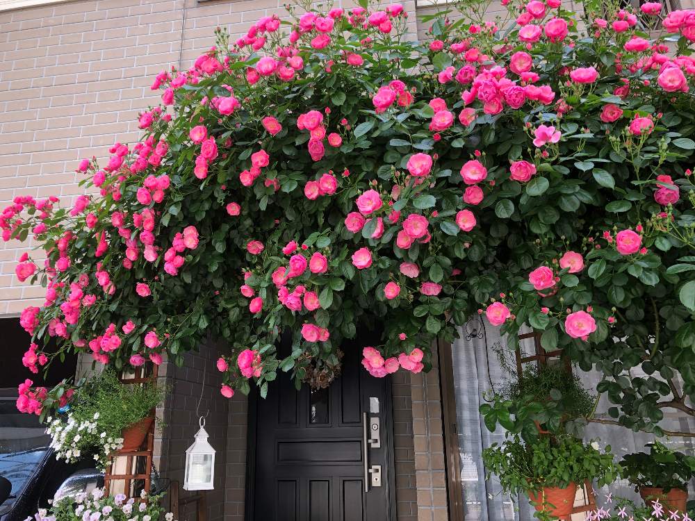 バラの投稿画像 By Wakoさん アンジェラと薔薇アンジェラと薔薇愛同盟といとおしい植物の表情フォトコン19とつるバラとバラ ミニバラとやっぱり花が好き 19月5月13日 Greensnap グリーンスナップ