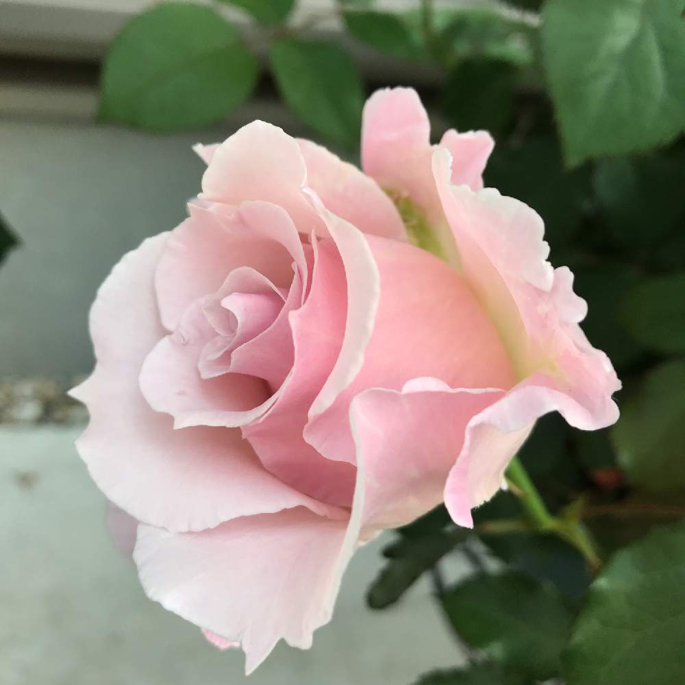 ピンクバラの投稿画像 By ガーデンローズさん ばら バラ 薔薇とバラと暮らすと薔薇 愛同盟とピンク ピンク ピンク と私の癒しとピンク ピンクとわたしのラマリエとバラの季節とバラの鉢植えと鉢でバラを育てると河本ローズとバラ が好きと花のある暮らしとバラに囲ま