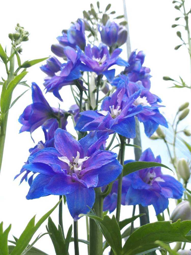 我が家の花壇 19春 Greensnap グリーンスナップ