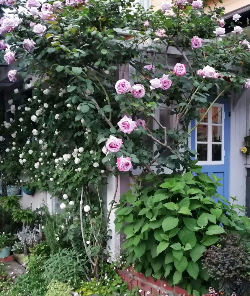 薔薇 ツルブルームーンの投稿画像 By こつこつガーデナーさん ズヴニール ラ マルメゾンとバラ のアーチと存在感バツグンとgs映えとガーデン ガーデンとナチュラルスタイルとパーゴラアーチとガーデニングと花のある暮らしとdiy手作りとバラを楽しむ 19月5月13日