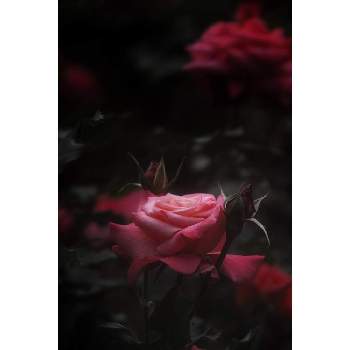 プリンセスチチブの画像 by nesoさん | お出かけ先と薔薇と赤い薔薇とプリンセスチチブとnesoの薔薇とばら バラ 薔薇と与野公園といとおしい植物の表情フォトコン2019と夜中にこっそりと赤い花と月曜日にはバラをと花のある暮らしとバラ・ミニバラ