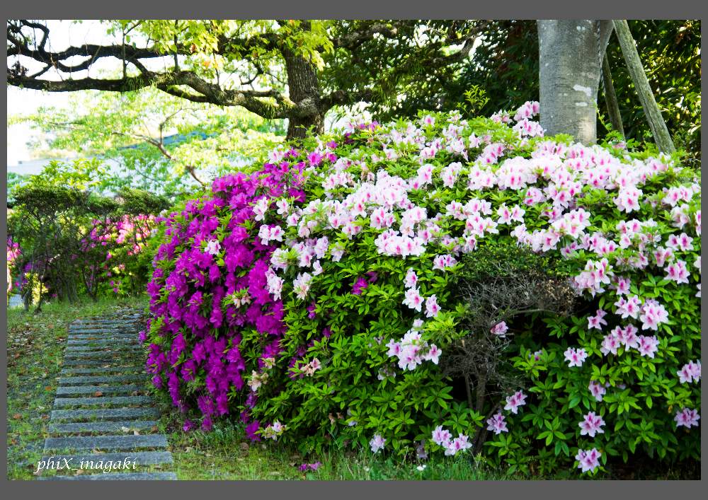 ツツジの投稿画像 By Phixさん 散歩と校庭と花壇 植え込みとお庭 19月5月13日 Greensnap グリーンスナップ