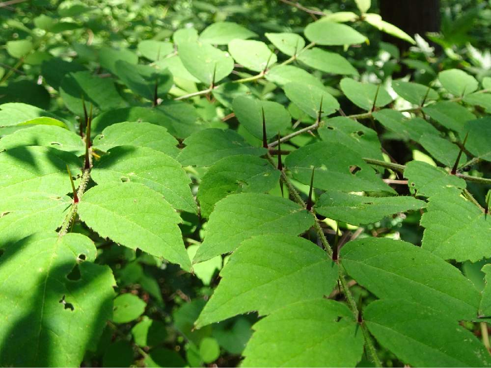 タラノキの投稿画像 By Trekkさん 楤木と春のお花と山野草と5月の花とウコギ科と落葉低木と丹沢山付近と食用 19月5月13日 Greensnap グリーンスナップ