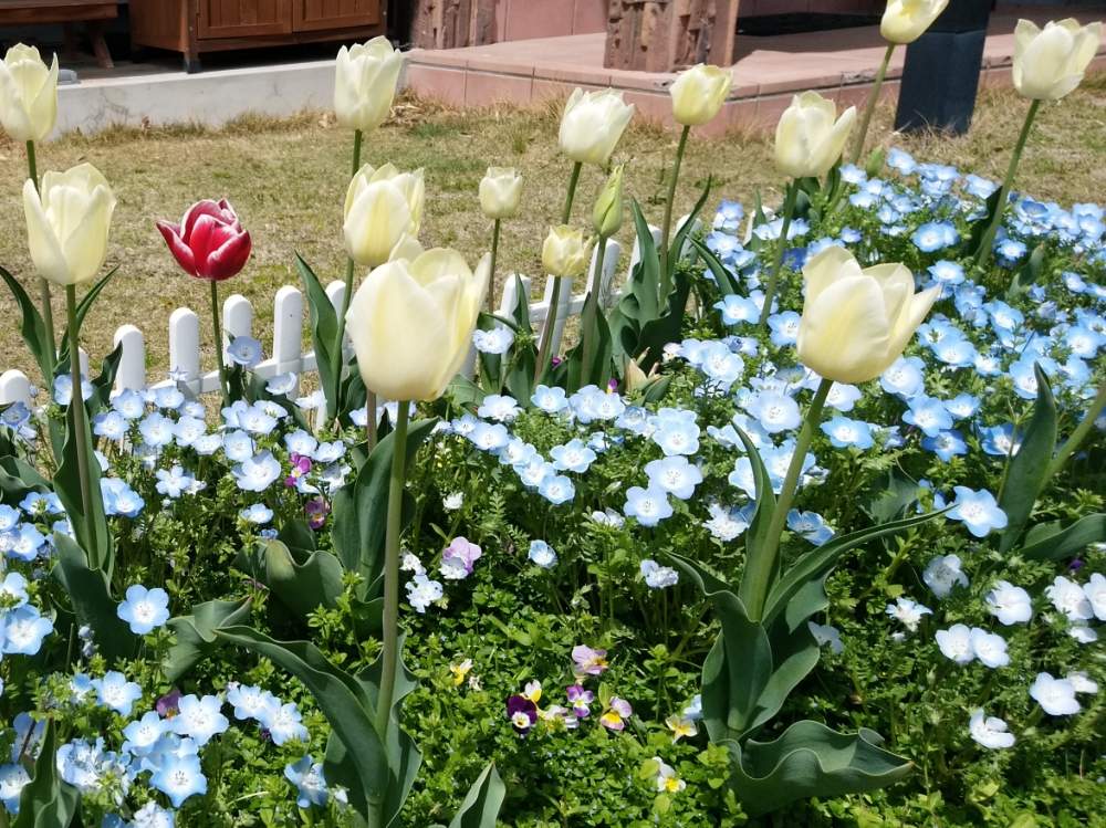 チューリップの投稿画像 By くりぼうさん ネモフィラと春のお花とスマホ撮影と花壇と春の庭と今日の一枚とガーデニングと花のある暮らし 19月5月14日 Greensnap グリーンスナップ