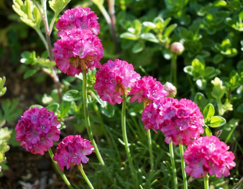 アルメリアの投稿画像 By Mint Teaさん 写真とピンクの花とお気に入り と花壇と元気な花とガーデニングと花のある暮らしと地植えと春の花 19月5月14日 Greensnap グリーンスナップ