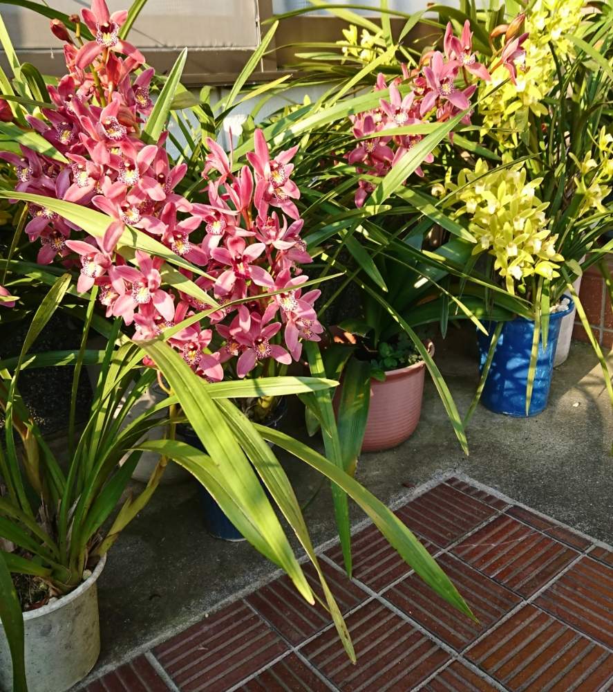 シンビジウムの投稿画像 By 京さん 枯れないでねと大事に とお気に入りと咲いてると笑顔とキレイと長い付き合いと可愛いと花のある暮らしと幸せな時間 19月5月14日 Greensnap グリーンスナップ