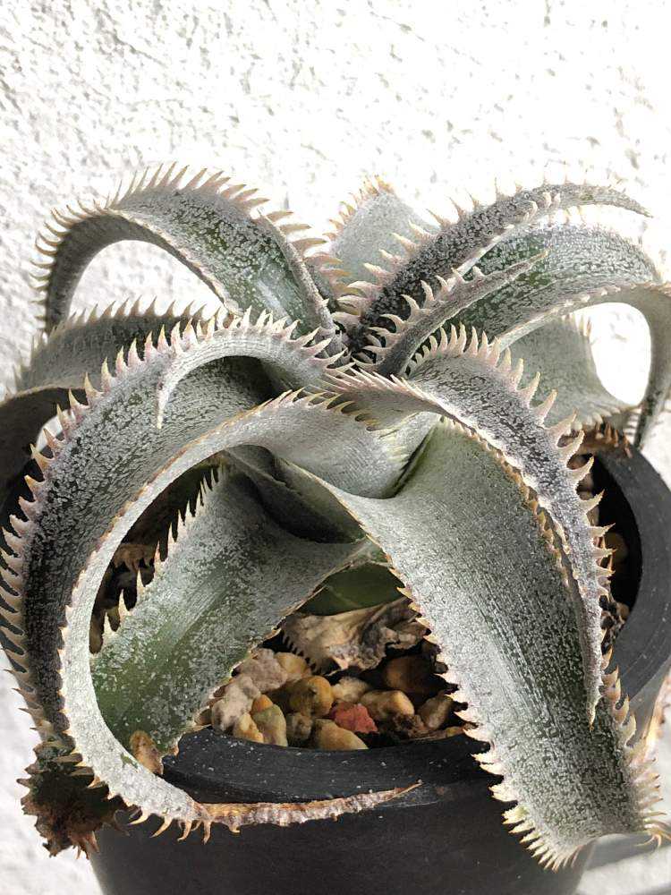 ディッキア ワサビ｜🍀GreenSnap（グリーンスナップ）