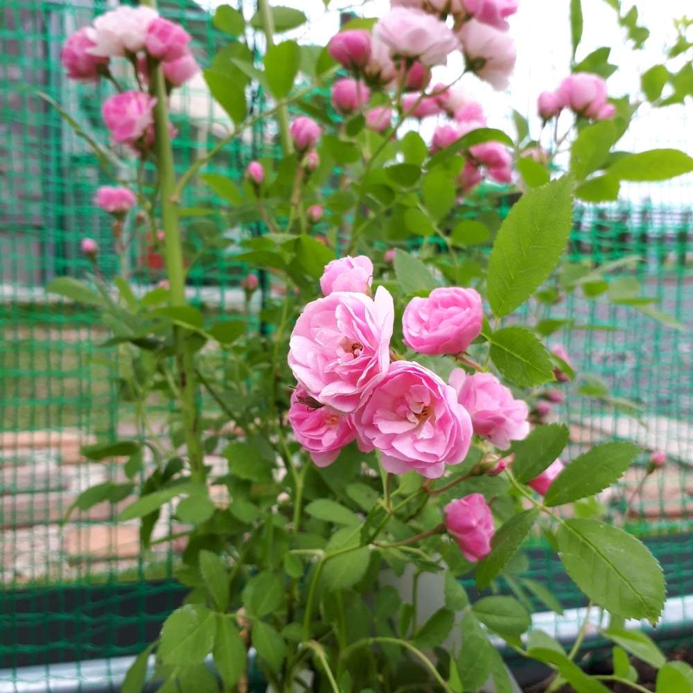 群舞の投稿画像 By Pumpkin112さん バラ初心者と種まきと家庭菜園と手作りの庭と手作り花壇とこぼれ種と庭のある暮らしとdiyと花のある暮らしと球根植物と群舞バラ 19月5月14日 Greensnap グリーンスナップ