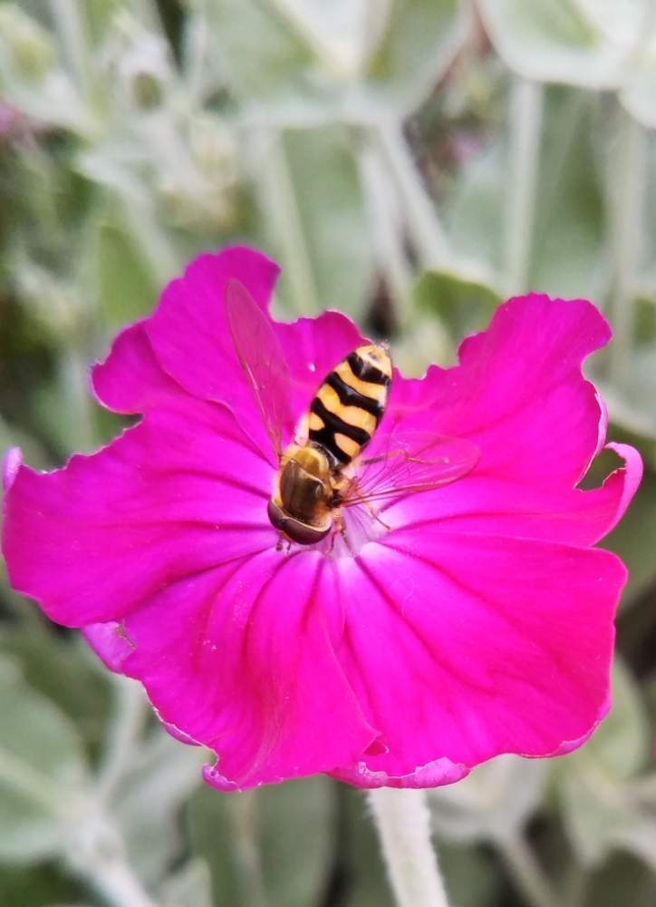 スイセンノウ フランネルソウ の投稿画像 By すずさん 花とミツバチと花のある暮らしとgreen Up とフランネルソウ 19月5月14日 Greensnap グリーンスナップ