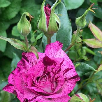 パープルタイガーの画像 by vogel ②さん | 小さな庭とパープルタイガーとＪ＆ＰとＦＬとばら バラ 薔薇と鉢植え