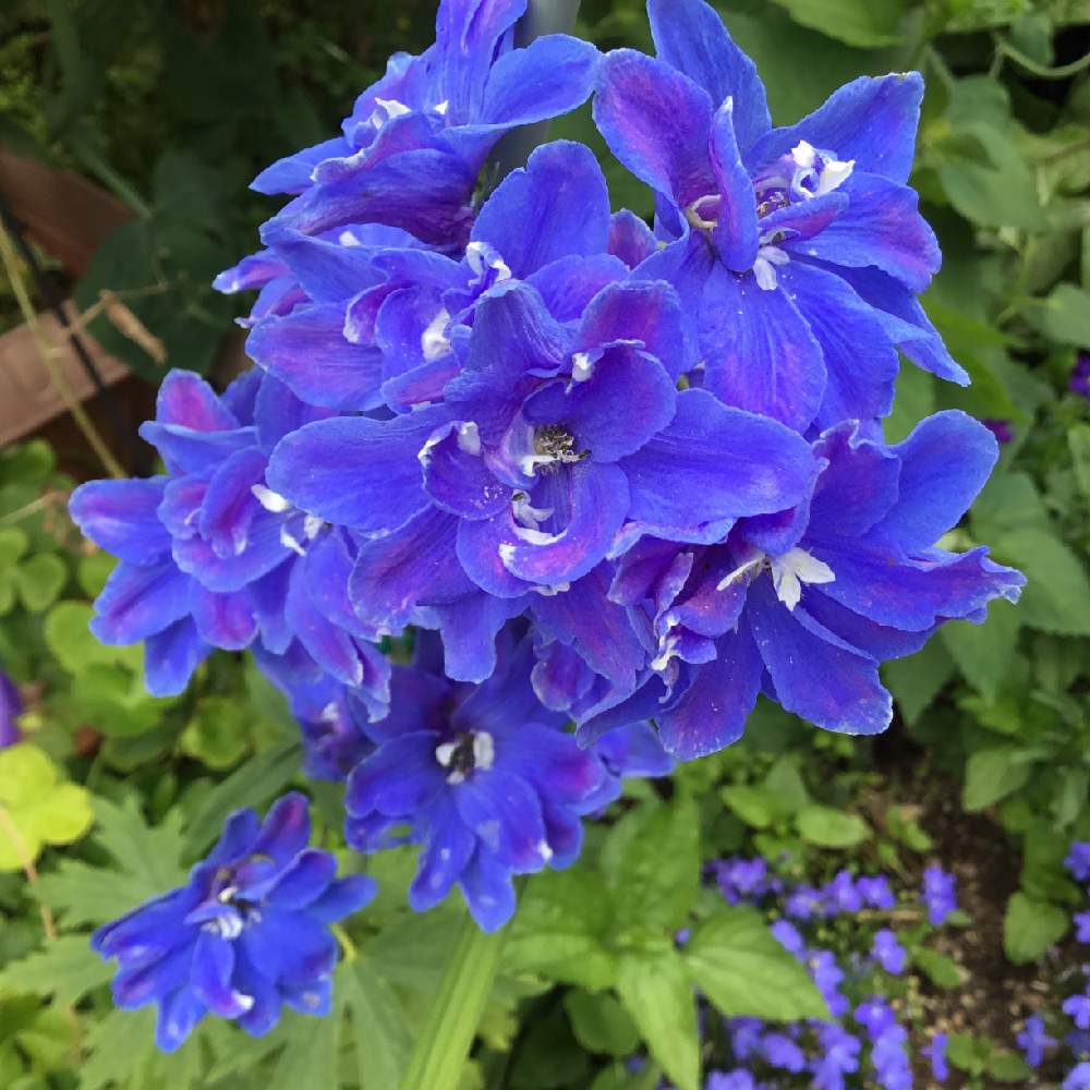 デルフィニウムの投稿画像 By ちょこさん 青い花と初夏の庭と雨上がりの庭と花のある暮らしと地植えと青いデルフィニウム 19月5月14日 Greensnap グリーンスナップ