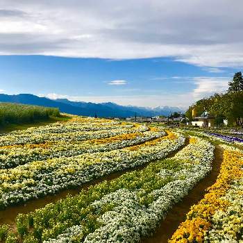 松本空港の投稿画像一覧 Greensnap グリーンスナップ