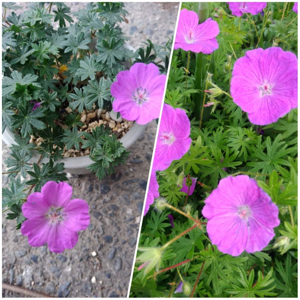 大輪フウロソウの投稿画像 By Qooさん 花のある暮らしと綺麗な花とピンクの花と広い庭と花のある暮らしと綺麗な花とピンクの花 19月5月14日 Greensnap グリーンスナップ Greensnap グリーンスナップ