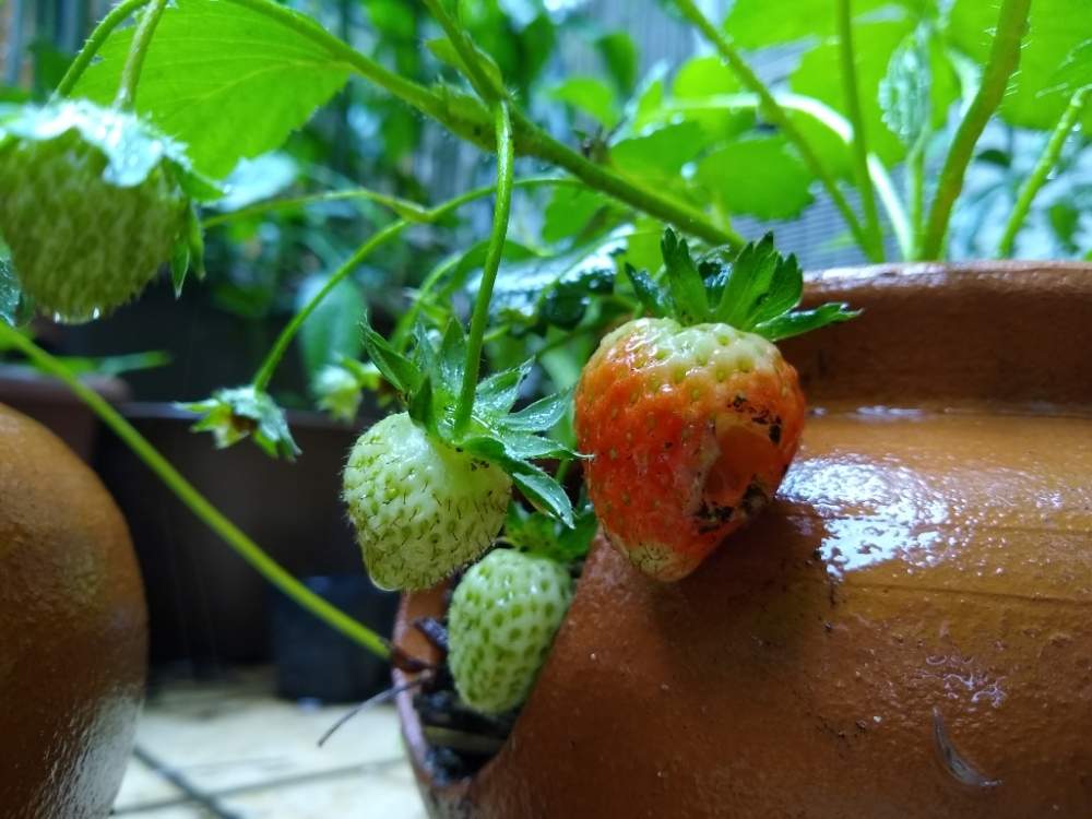 イチゴの投稿画像 By Ranさん 花のある暮らしと家庭菜園奮闘日記とベランダ菜園と家庭菜園 19月5月14日 Greensnap グリーンスナップ